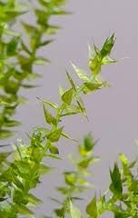 Attēlu rezultāti vaicājumam “Hygroamblystegium humile”