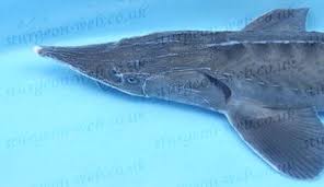 Image result for Acipenser