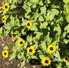 Image result for Sanvitalia procumbens
