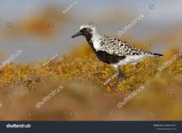 Attēlu rezultāti vaicājumam “Pluvialis squatarola”