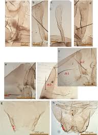 Attēlu rezultāti vaicājumam “Cricotopus male”