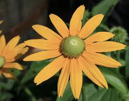 Attēlu rezultāti vaicājumam “Rudbeckia hirta var. hirta flower”