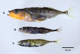 Attēlu rezultāti vaicājumam “Gasterosteus aculeatus”