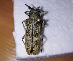 Attēlu rezultāti vaicājumam “Saperda carcharias”