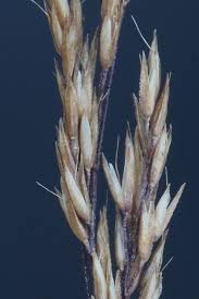 Attēlu rezultāti vaicājumam “Agrostis canina leaf”