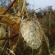Attēlu rezultāti vaicājumam “Echinocystis lobata”