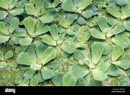 Attēlu rezultāti vaicājumam “Pistia stratiotes leaf”