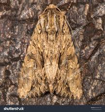 Attēlu rezultāti vaicājumam “Apamea monoglypha”