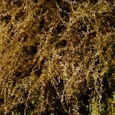 Attēlu rezultāti vaicājumam “Eurhynchium hians”