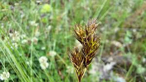 Attēlu rezultāti vaicājumam “Carex leporina”