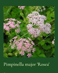 Image result for Pimpinella major