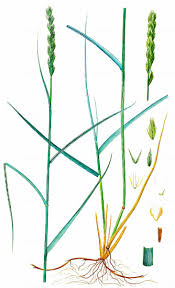 Attēlu rezultāti vaicājumam “Elytrigia repens subsp. arenosa”