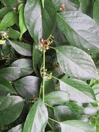 Attēlu rezultāti vaicājumam “Celastrus flagellaris”