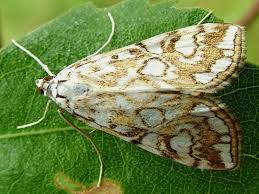 Attēlu rezultāti vaicājumam “Elophila nymphaeata”