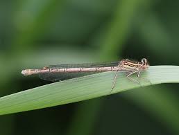 Attēlu rezultāti vaicājumam “Platycnemis pennipes”