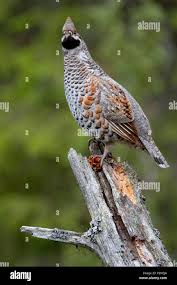 Attēlu rezultāti vaicājumam “Bonasa bonasia eggs”