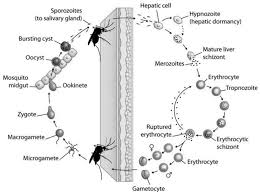 Attēlu rezultāti vaicājumam “Didymium crustaceum plasmodium”
