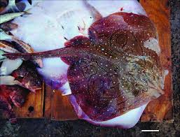 Image result for Raja undulata