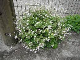 Attēlu rezultāti vaicājumam “Claytonia sibirica flower”