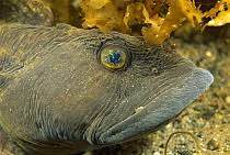 Image result for Zoarces americanus