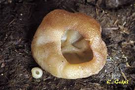 Attēlu rezultāti vaicājumam “Peziza vesiculosa”