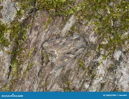 Attēlu rezultāti vaicājumam “Lacanobia suasa”