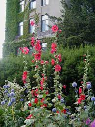 Attēlu rezultāti vaicājumam “Alcea rosea flower”