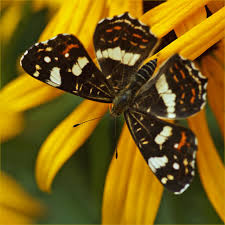 Attēlu rezultāti vaicājumam “Araschnia levana upperside”