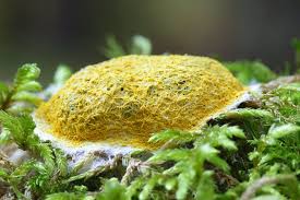 Attēlu rezultāti vaicājumam “Enteridium variabile macro”