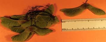 Attēlu rezultāti vaicājumam “Acer platanoides fruit”