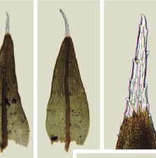 Attēlu rezultāti vaicājumam “Schistidium robustum sporophyte”