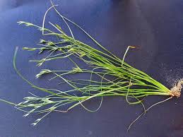 Attēlu rezultāti vaicājumam “Juncus bufonius bud”