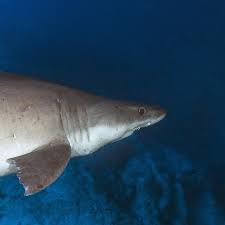 Image result for Odontaspis ferox