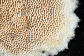 Attēlu rezultāti vaicājumam “Junghuhnia nitida”