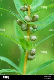 Attēlu rezultāti vaicājumam “Polygonatum verticillatum bud”