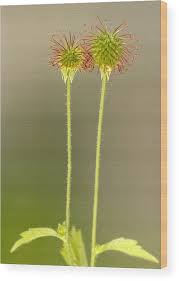 Image result for Geum urbanum