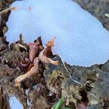 Attēlu rezultāti vaicājumam “Symphytocarpus flaccidus”