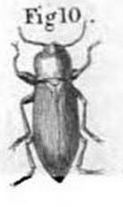 Attēlu rezultāti vaicājumam “Blaps mortisaga”