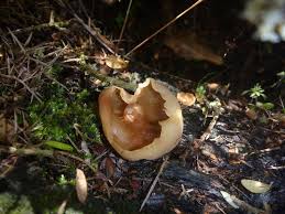 Attēlu rezultāti vaicājumam “Peziza varia”