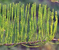 Attēlu rezultāti vaicājumam “Larix kaempferi fruit”