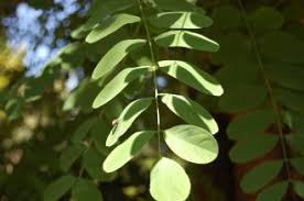 Attēlu rezultāti vaicājumam “Robinia pseudoacacia leaf”