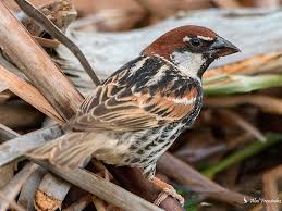 Image result for Passer hispaniolensis