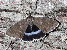 Attēlu rezultāti vaicājumam “Catocala fraxini”