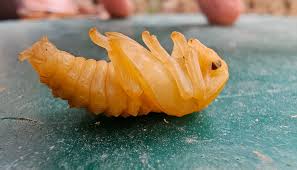 Attēlu rezultāti vaicājumam “Silpha obscura larva”