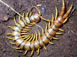 Attēlu rezultāti vaicājumam “Myriapoda”