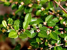 Attēlu rezultāti vaicājumam “Cotoneaster divaricatus”