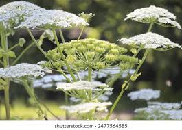 Attēlu rezultāti vaicājumam “Heracleum sosnowskyi fruit”