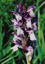 Attēlu rezultāti vaicājumam “Dactylorhiza cruenta flower”
