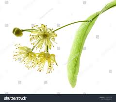 Attēlu rezultāti vaicājumam “Tilia cordata flower”