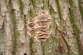 Attēlu rezultāti vaicājumam “Bjerkandera fumosa”